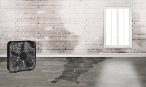 Best Ceiling water damage repair  in Murrells Inlet, SC